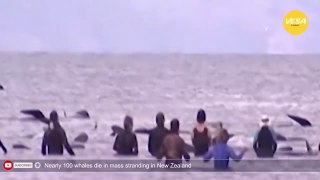 Nearly 100 whales die in mass stranding in New Zealand