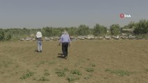 İklim değişikliği Gazze'de bal üretimini düşürdüGazze'de arıcılar zor durumda