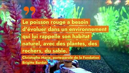 Comment garantir un environnement sain à mon poisson rouge ?