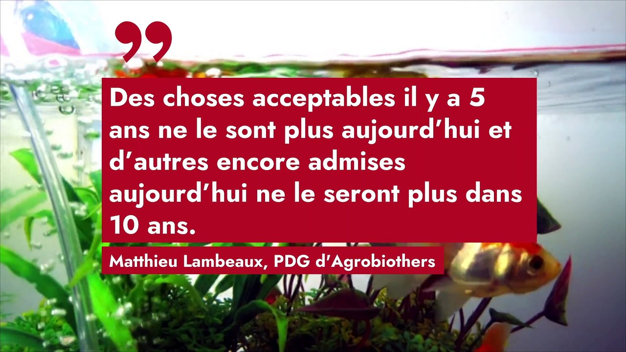 Les bocaux ronds pour poissons rouges : vers une interdiction ?