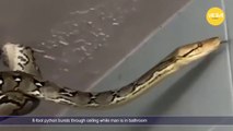 Thai man’s bathroom break turned into a nightmare after he discovered an 8-foot python dangling