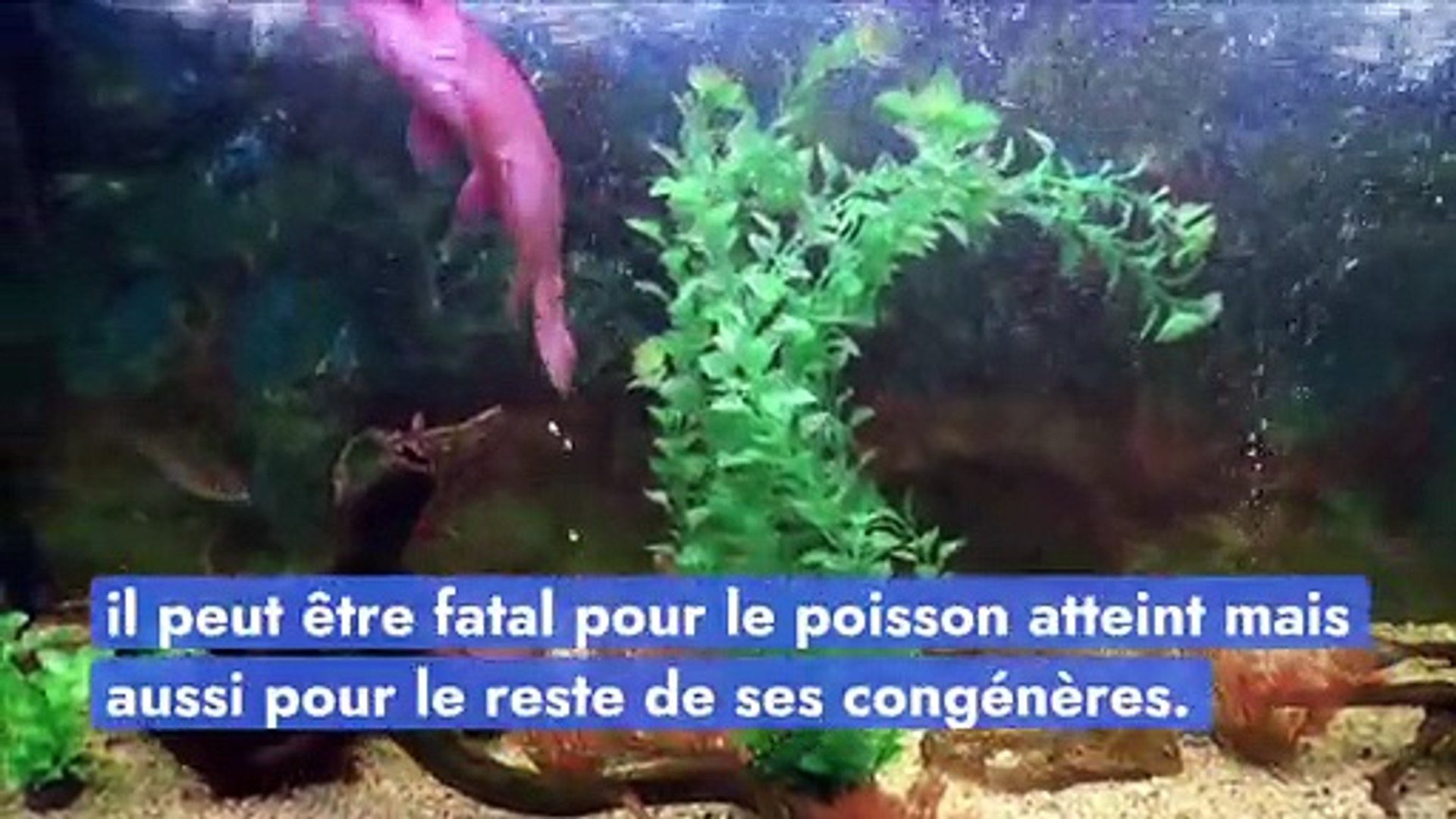 Qu'est-ce l'hydropisie chez le poisson, une affection mortelle très  courante ? - Vidéo Dailymotion