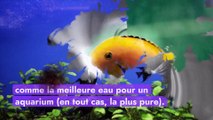 Pourquoi utiliser de l’eau osmosée pour son aquarium ?