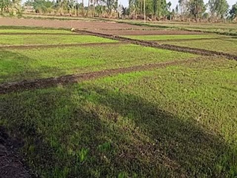 sowing: 2 लाख 55 हजार हैक्टेयर में होगी बुवाई, मानसून पर निगाहें-video