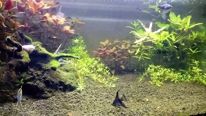 Aquascape steamplan tanpa Co2