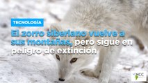 El zorro siberiano vuelve a sus montañas, pero sigue en peligro de extinción
