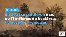 En 2021 se perdieron más de 11 millones de hectáreas de bosques tropicales