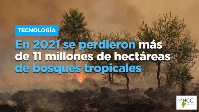 En 2021 se perdieron más de 11 millones de hectáreas de bosques tropicales