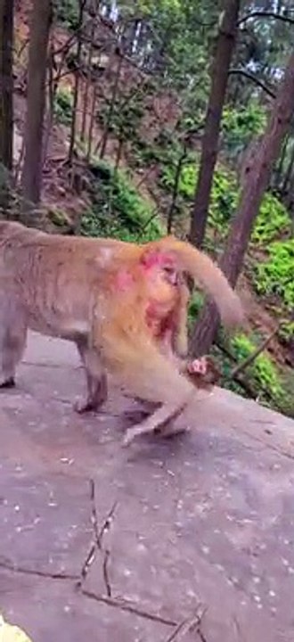 Baby monkey cute animals 40