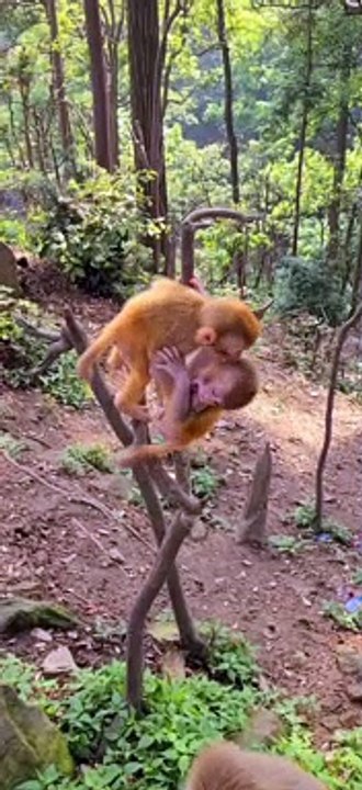 Baby monkey cute animals 41