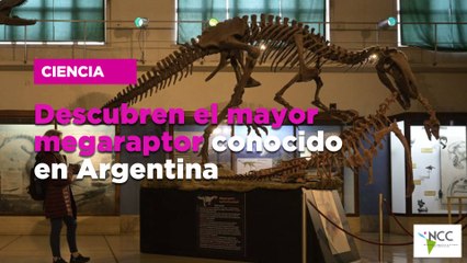 Descubren el mayor megaraptor conocido en Argentina