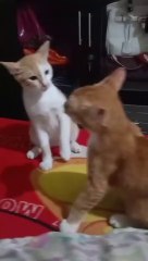 Kucing Emosi Saat Diganggu Bimbo 🐱