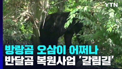 방랑곰 오삼이를 어찌하나...갈림길에 선 반달곰 복원 사업 / YTN
