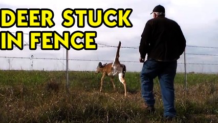 deer stuck in fence
