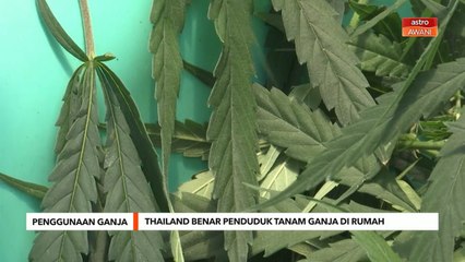 Penggunaan Ganja | Thailand benar penduduk tanam ganja di rumah