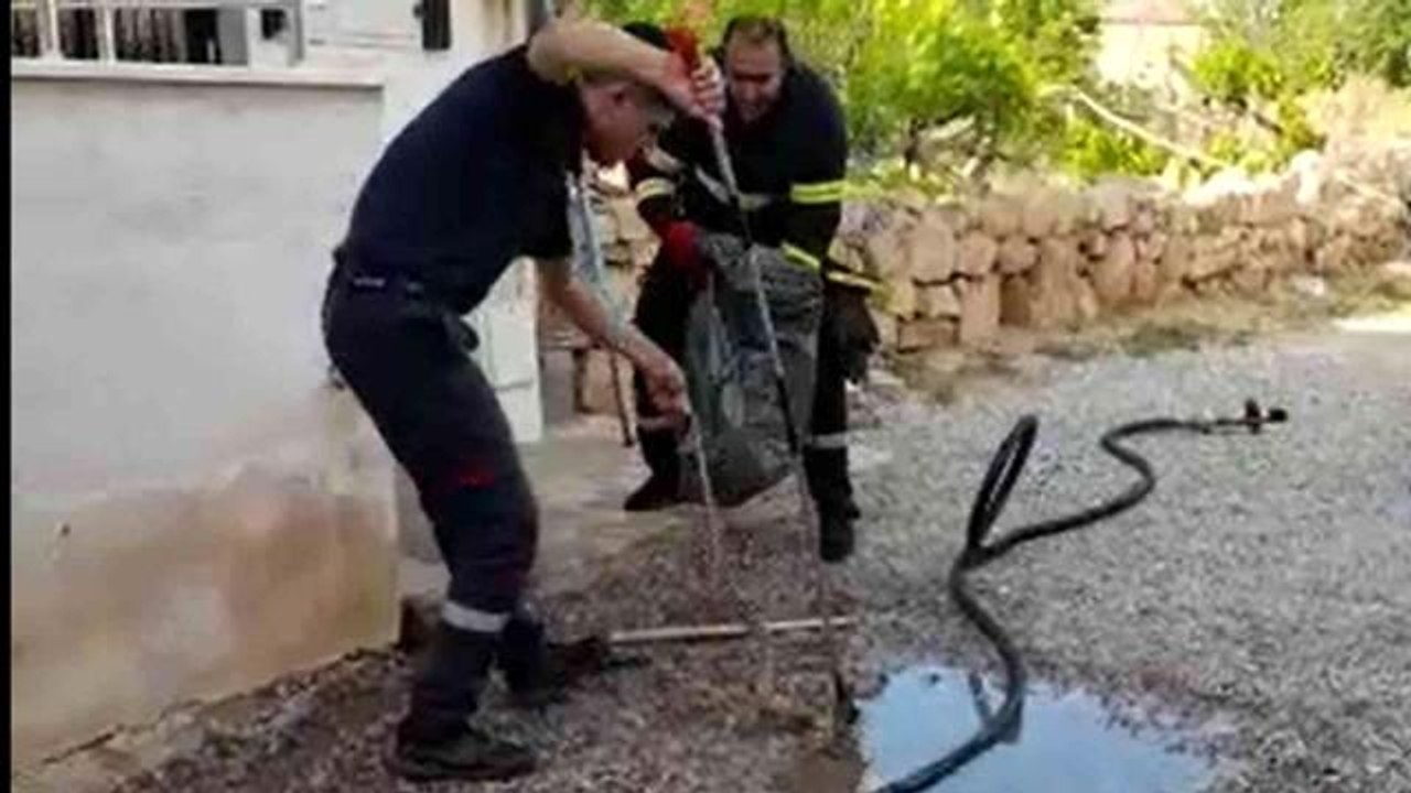 2 metrelik yılan paniği
