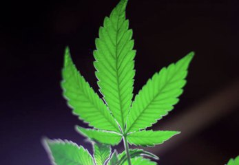 Thailand Becomes First Asian Nation to Legalize Marijuana