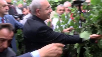 Kılıçdaroğlu: "Fındık Karadeniz Bölgesi'nin stratejik ürünüdür"