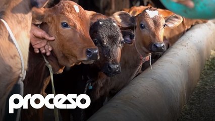 ¿Alimentaría a sus animales con pienso hecho a partir de restos de comida?