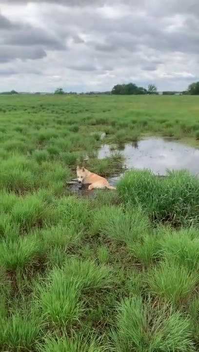 Pup can't resist rolling around in the mud