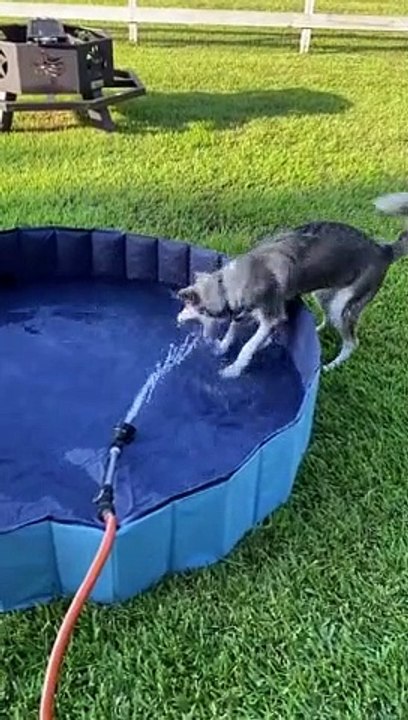 Husky loves to play in the pool