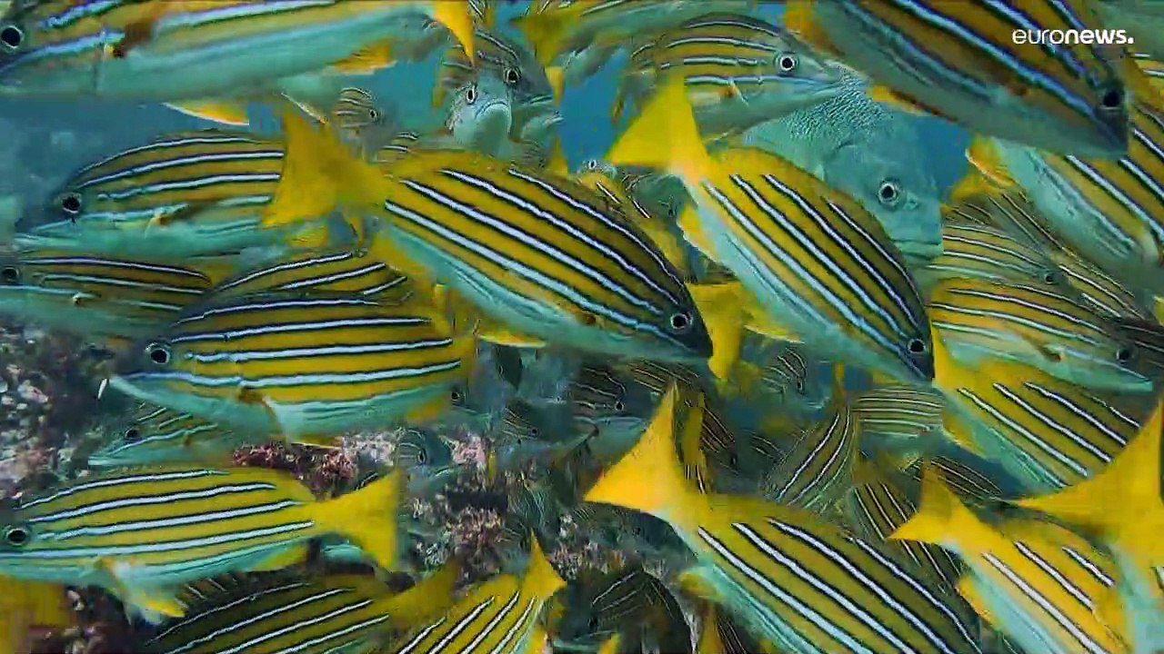 Nemos Highway: Unterwasserkorridore im Pazifik helfen Haien