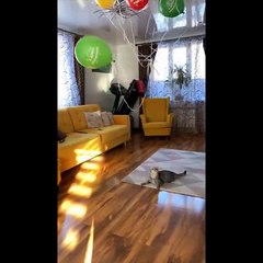 You Definitely Laugh, Trust me  - Funniest Cats Expression Video  - Johnny Catsville