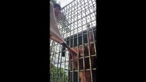 Orangután en un zoo de indonesia agarra a joven a través de los barrotes