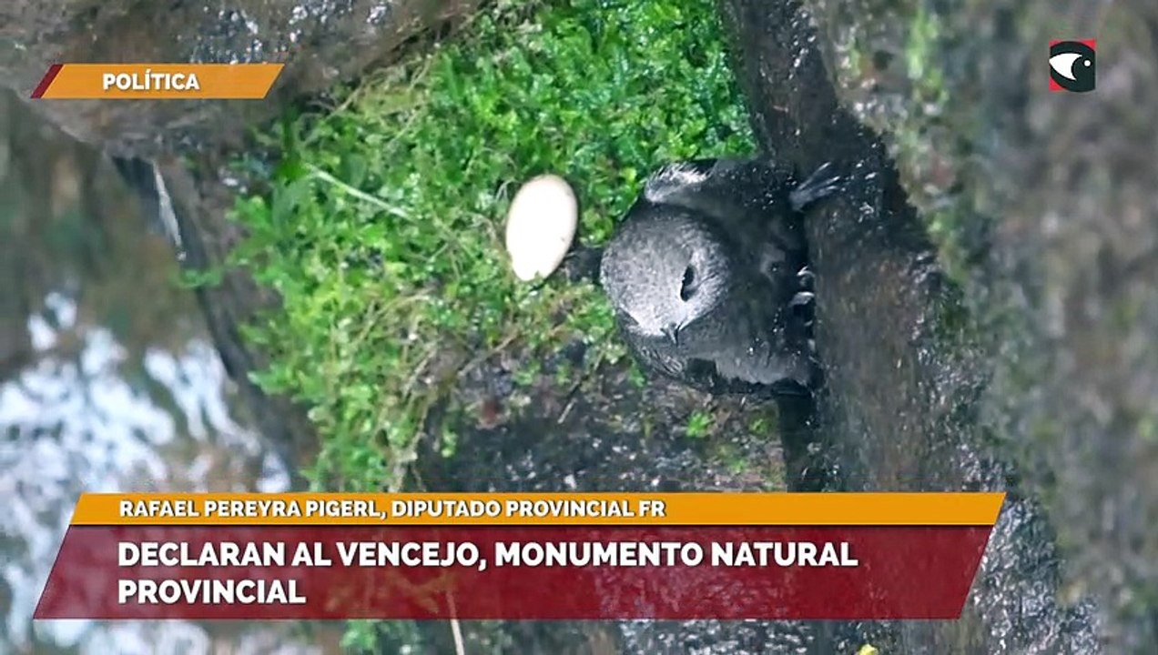 Declaran al vencejo, monumento natural provincial