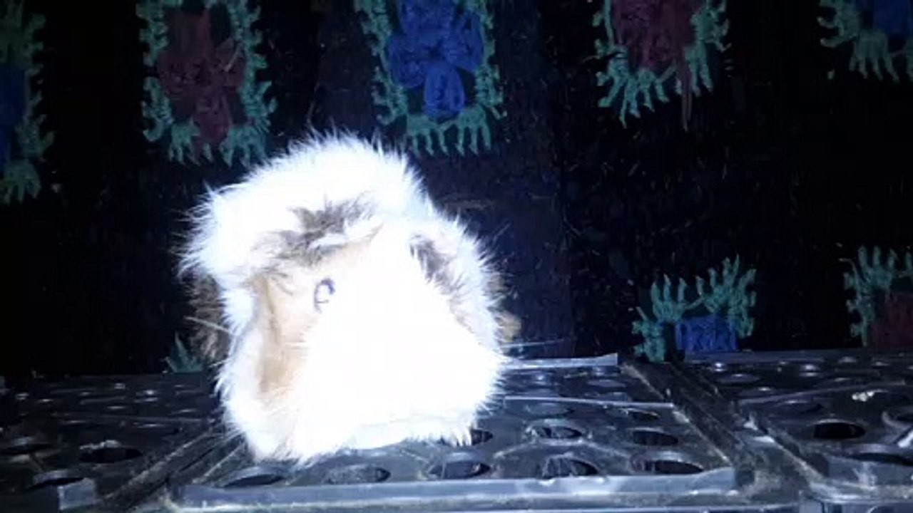 CAVIA PORCELLUS DAVID 20210626_064402