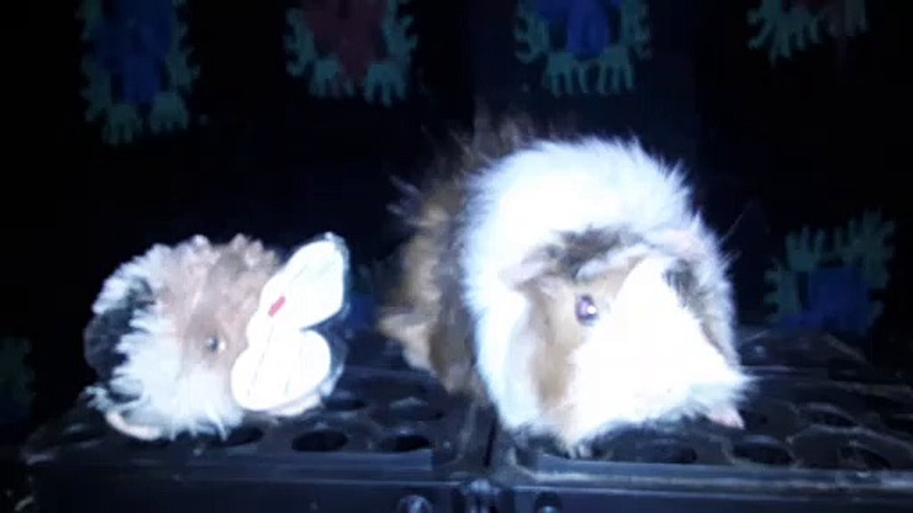 CAVIA PORCELLUS DAVID 20210626_064417