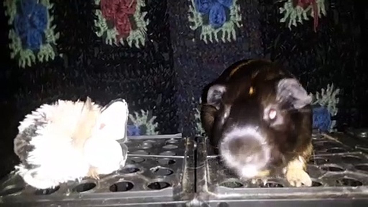 CAVIA PORCELLUS DAVID 20210626_064914