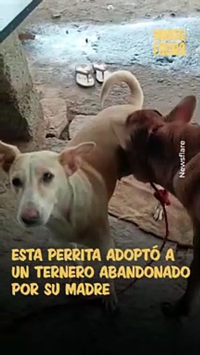 ¡Noble gesto! Esta perrita cuida y alimenta a un ternero abandonado