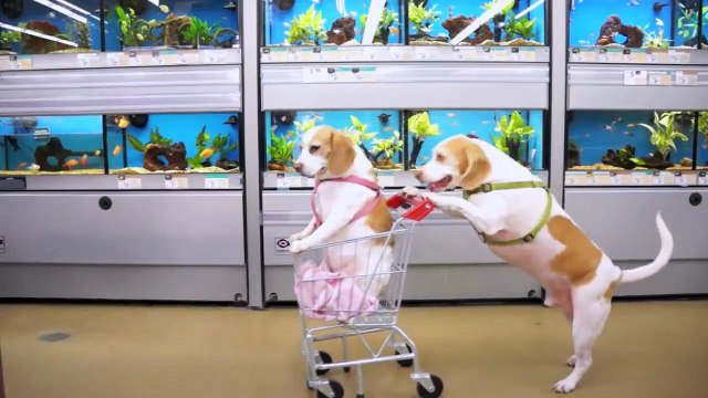 Dogs Epic Shopping Cart Voyage Funny Dogs Maymo & Penny