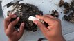 Rescue Sea Turtle Removing Barnacles From Poor Sea Turtle _ animals, Nature, turtles, ocean, ASMR