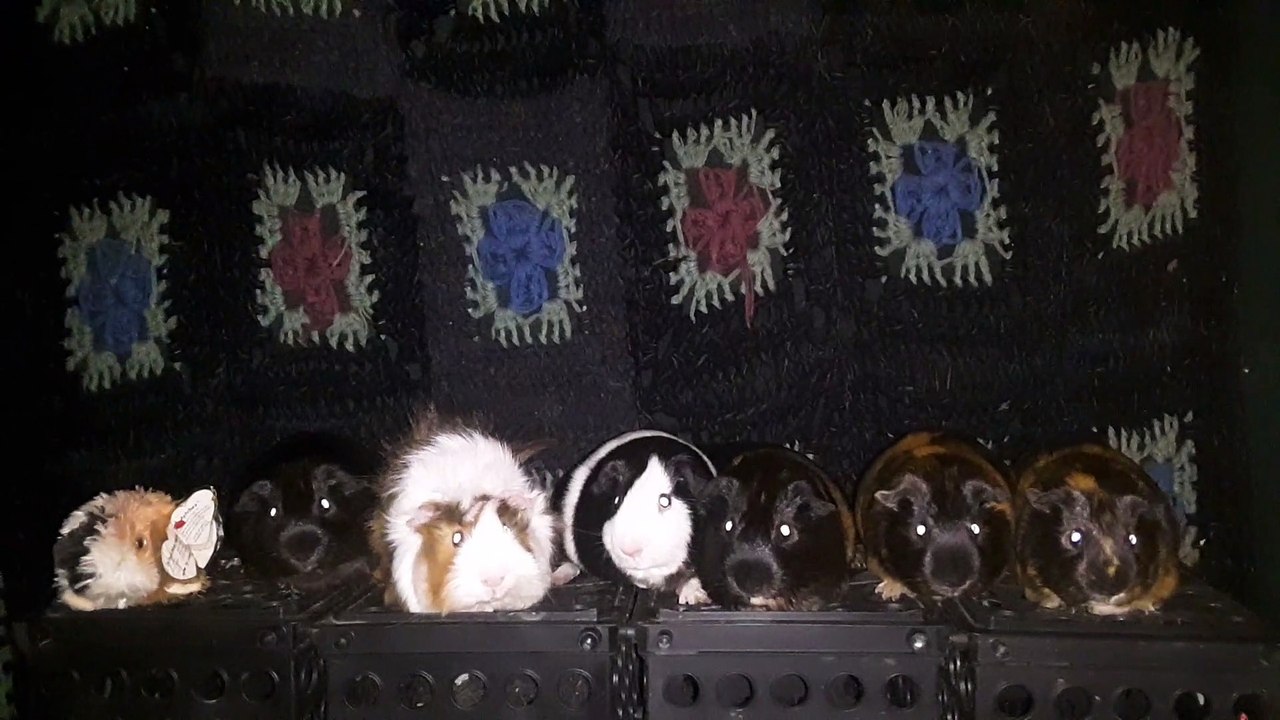 CAVIA PORCELLUS DAVID 20210626_071550