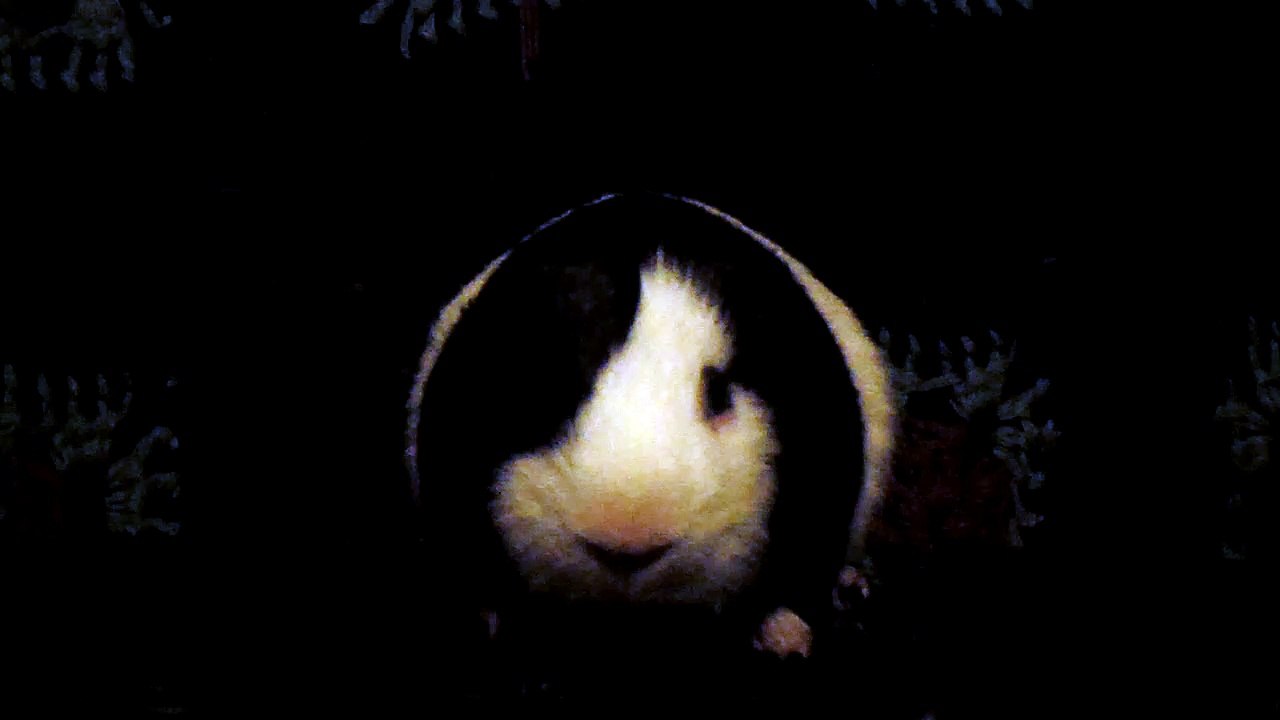 CAVIA PORCELLUS DAVID 102_8601