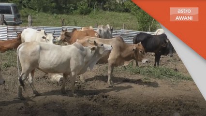 Aidiladha | Harga lembu meningkat susulan permintaan tinggi