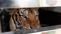 Tigers, bear rescued from Phuket zoo shut down by Thailand’s pandemic tourist slump