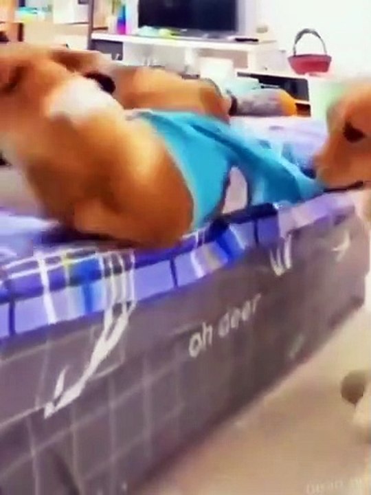Unbelievable!!! Funny Dog Videos Try Not To Laugh Par-13