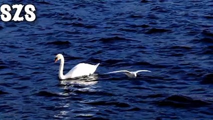 Relaxing Sleep Music | Relaxing End | Relaxing Music | Meditation music | Emotional Music For Video