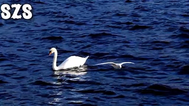 Relaxing Sleep Music | Relaxing End | Relaxing Music | Meditation music | Emotional Music For Video