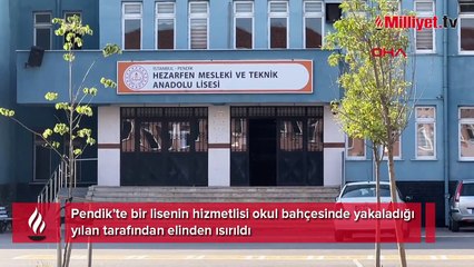 İstanbul'da yılan paniği! Okulda görevliyi ısırdı
