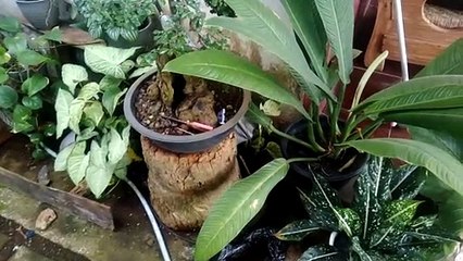 NATURE  FLOWERS AT MY HOME