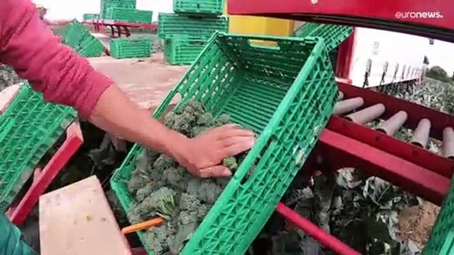 La escasez de mano de obra agrícola vuelve a poner en peligro la cosecha de verduras en Reino Unido