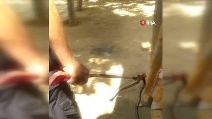 Duvardaki su borusu deliğinde yılan yakalandı