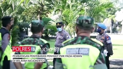 Polres Mojokerto Gelar Operasi Sapi Di Perbatasan Untuk Mengantisipasi Virus PMK