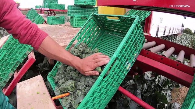 Тонны британского урожая идут на выброс — работать некому