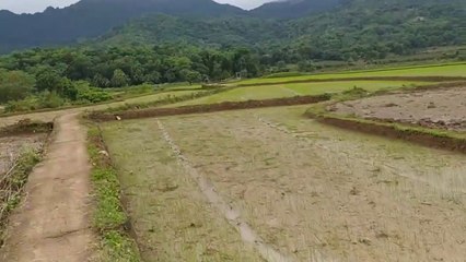 Vaksin Covid-19 di Pelosok Jalannya Lewat Pematang Sawah
