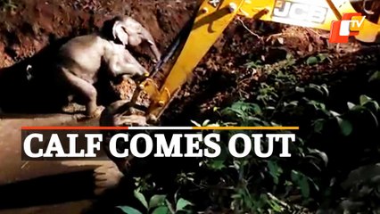 WATCH: How This Baby Elephant Was Rescued From Pit By Forest Personnel In Kandhamal